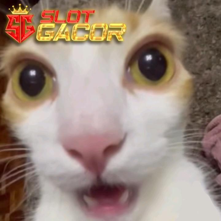 ISTANAPETIR : Raih Kemenangan di Situs Slot Gacor 4D dengan Bonus Besar Setiap Hari