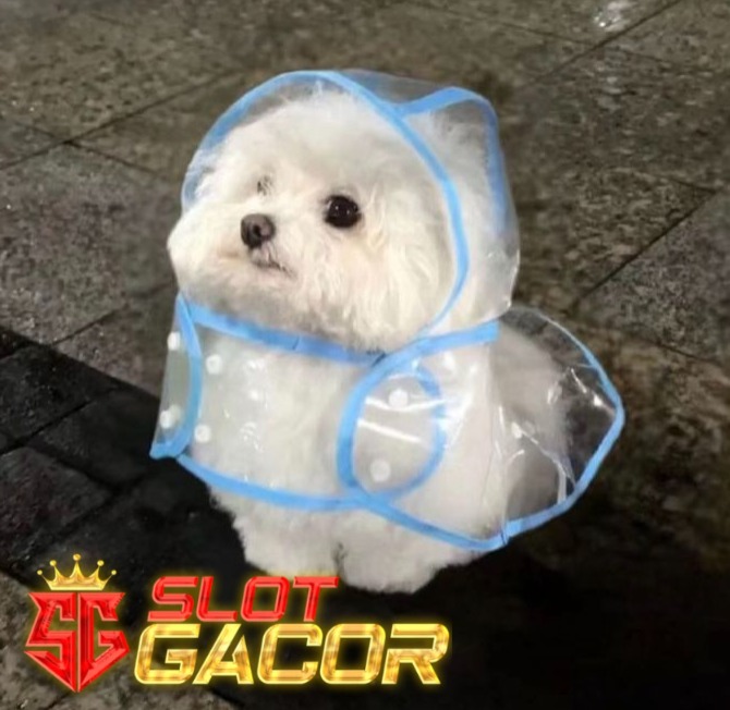 CUPANGJP : Situs Slot Gacor 4D dan Agen Slot 777 Terpercaya